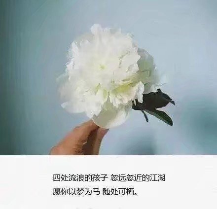 伤感图片带字 跟着风走 把孤独当自由