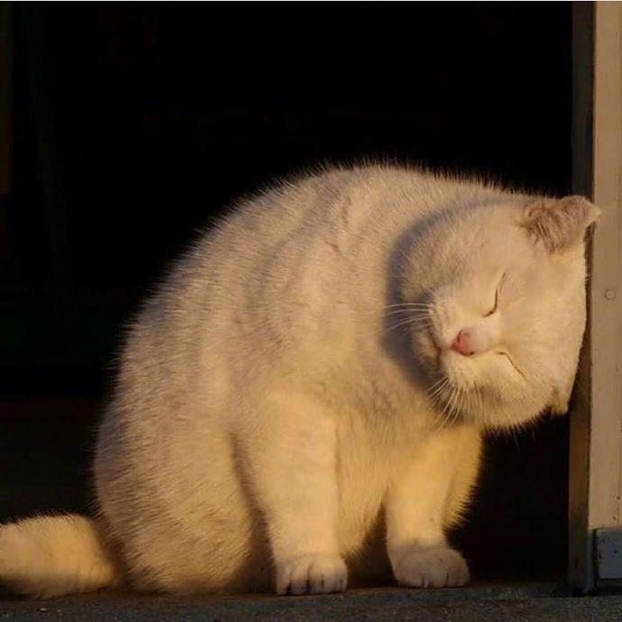 可爱猫咪图片 永远睡不醒的小猫咪头像图片