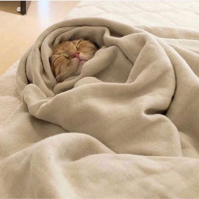 可爱猫咪图片 永远睡不醒的小猫咪头像图片