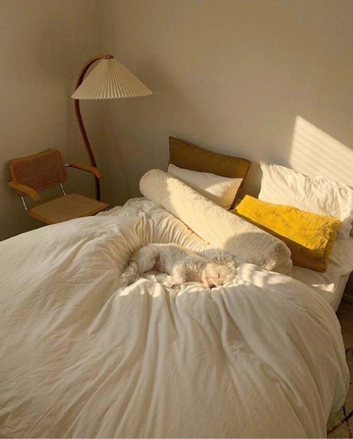 可爱猫咪图片 永远睡不醒的小猫咪头像图片