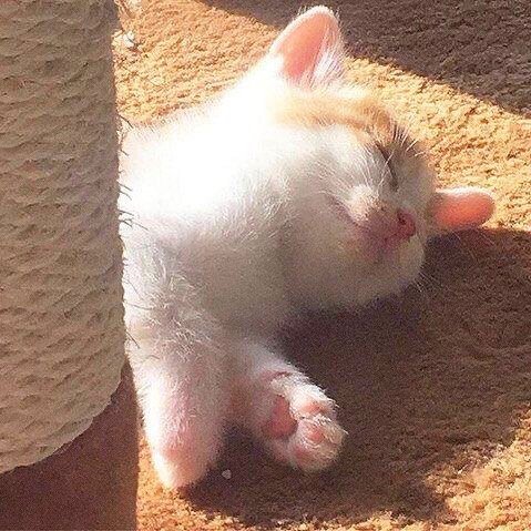 可爱猫咪图片 永远睡不醒的小猫咪头像图片