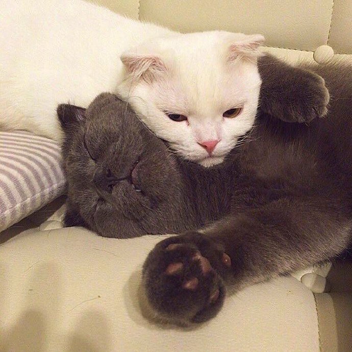 可爱猫咪图片 永远睡不醒的小猫咪头像图片