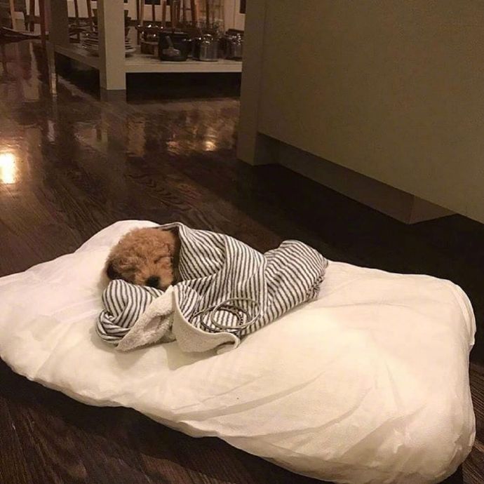 可爱猫咪图片 永远睡不醒的小猫咪头像图片