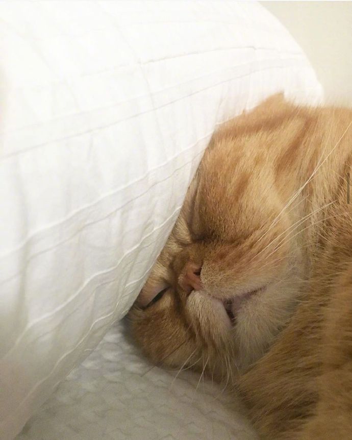 可爱猫咪图片 永远睡不醒的小猫咪头像图片