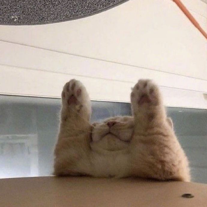 可爱猫咪图片 永远睡不醒的小猫咪头像图片