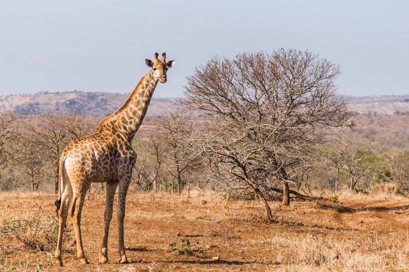 高大的野生动物长颈鹿图片