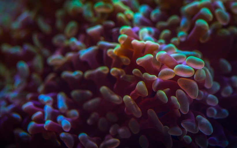 海洋生物深海里的珊瑚图片