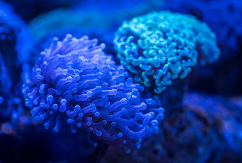 海洋生物深海里的珊瑚图片
