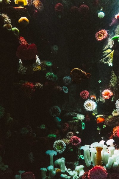 海洋生物深海里的珊瑚图片