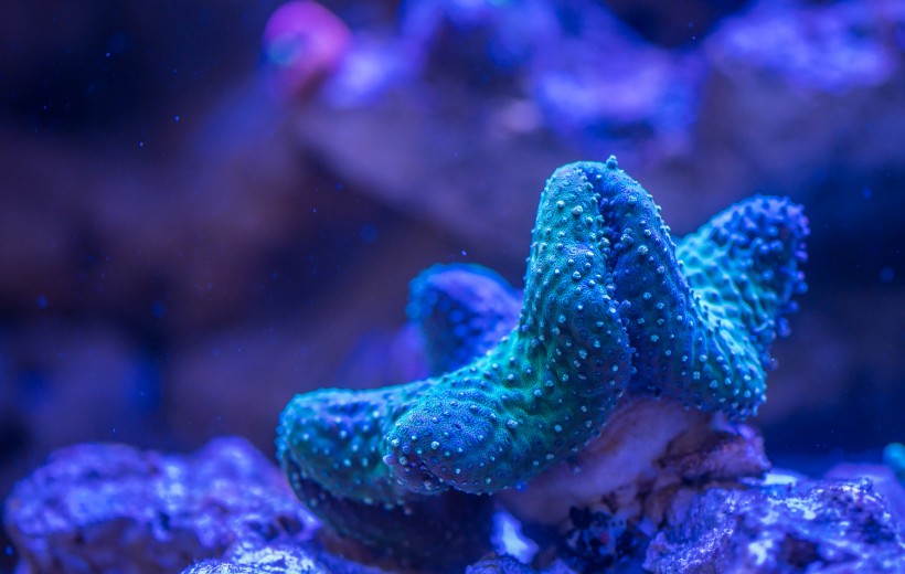 海洋生物深海里的珊瑚图片