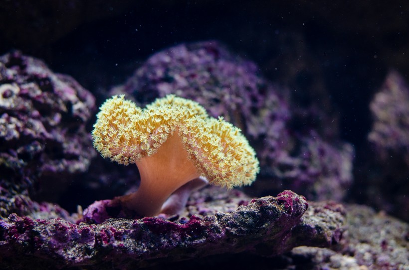 海洋生物深海里的珊瑚图片