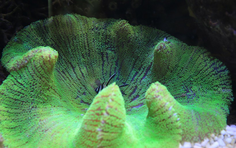 海洋生物深海里的珊瑚图片