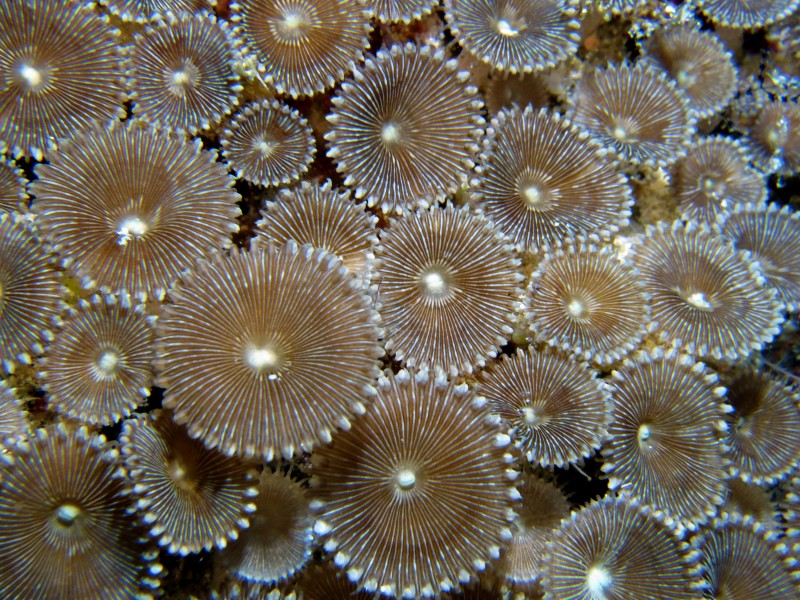 海洋生物深海里的珊瑚图片