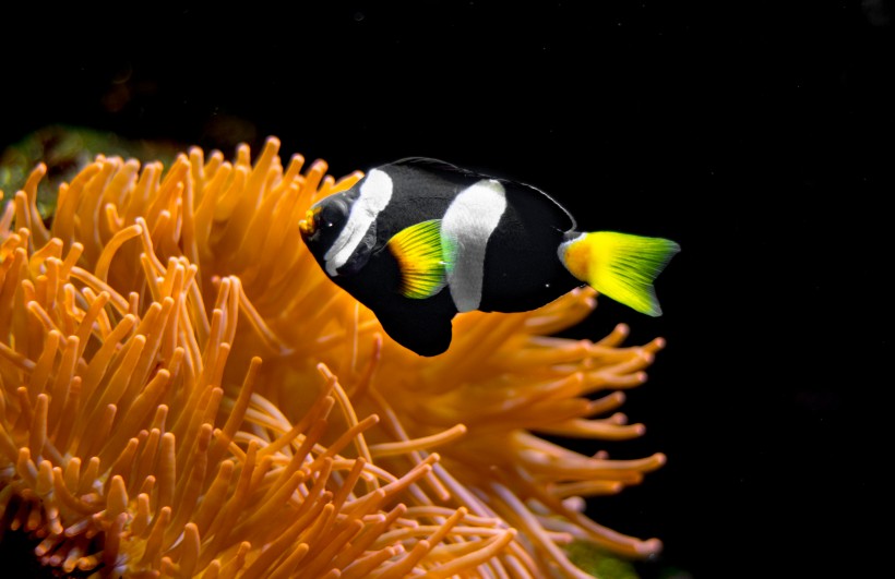 海洋生物深海里的珊瑚图片