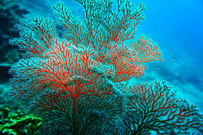 海洋生物深海里的珊瑚图片