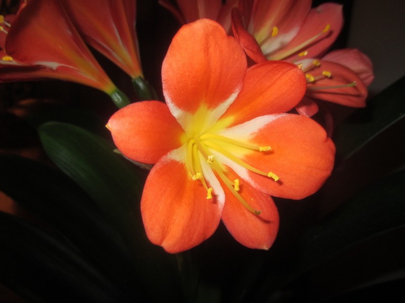 草本植物观赏花卉君子兰图片