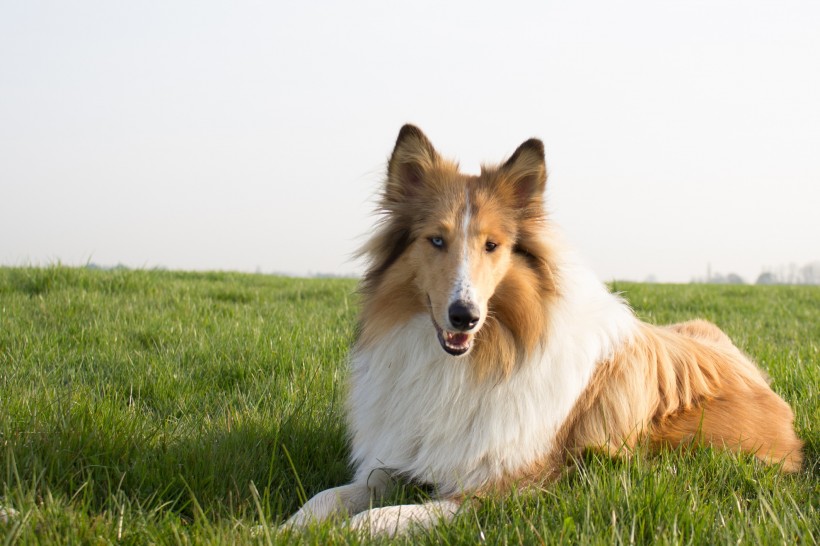 忠实可靠的狗狗乐蒂牧羊犬图片