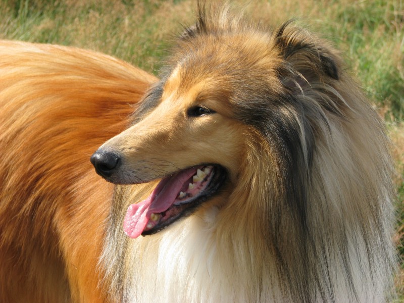 忠实可靠的狗狗乐蒂牧羊犬图片