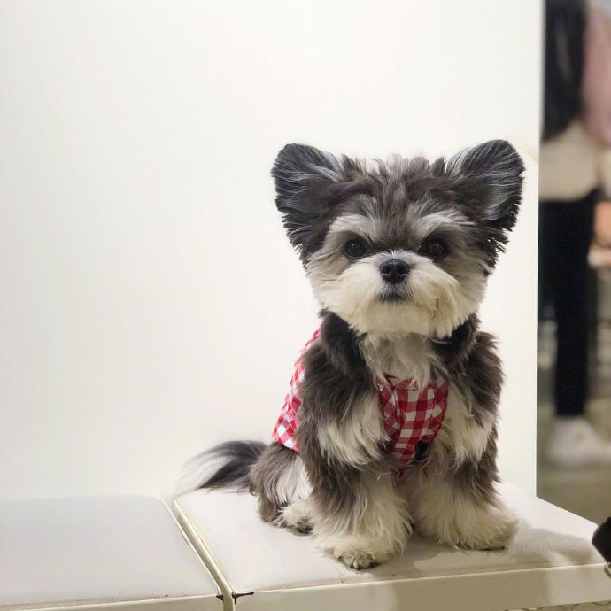 混血狗狗迷你雪纳瑞犬图片