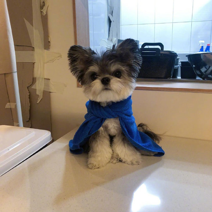 混血狗狗迷你雪纳瑞犬图片