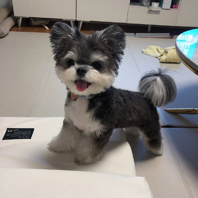 混血狗狗迷你雪纳瑞犬图片