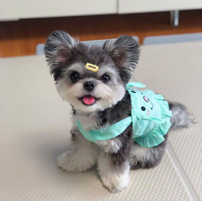 混血狗狗迷你雪纳瑞犬图片