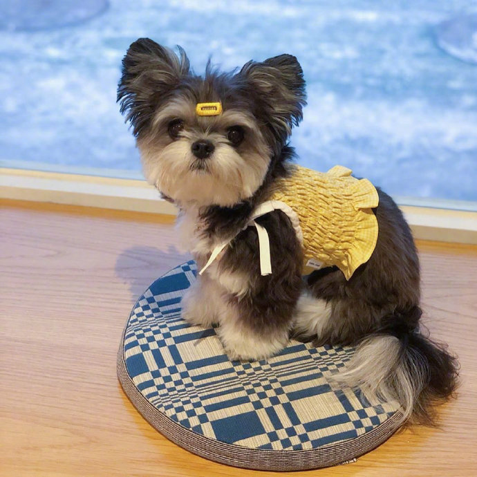 混血狗狗迷你雪纳瑞犬图片