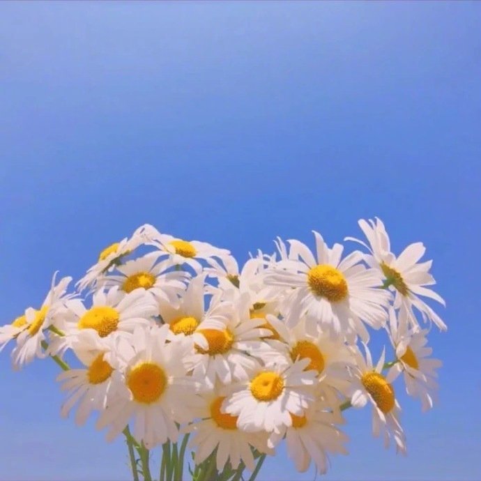 唯美小雏菊的花语是“天真和平希望纯洁