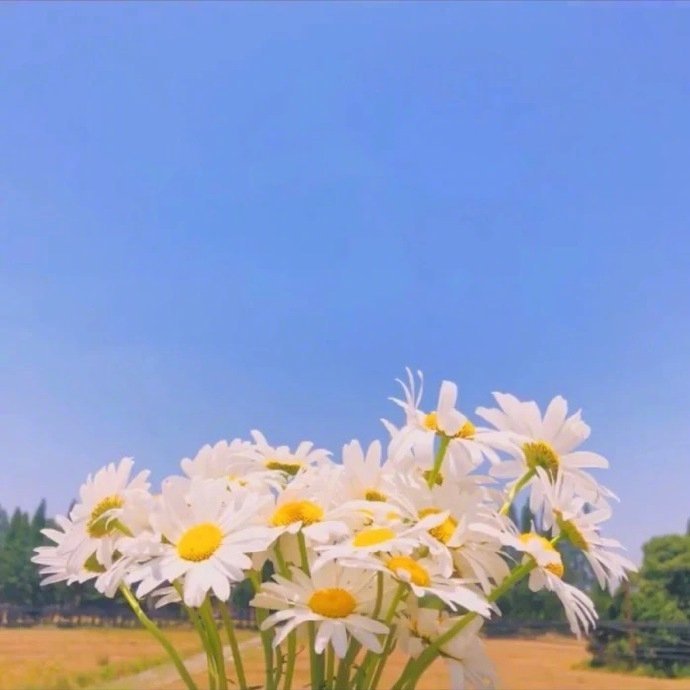 唯美小雏菊的花语是“天真和平希望纯洁