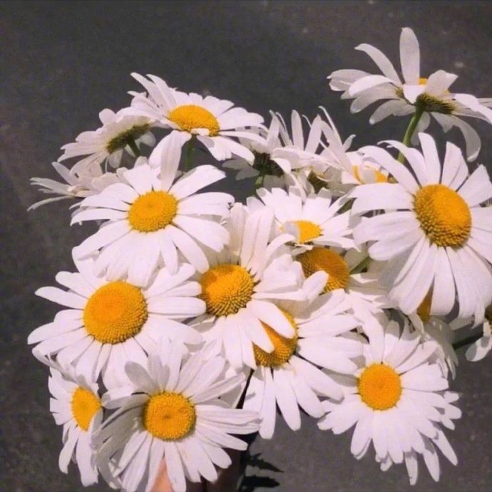 唯美小雏菊的花语是“天真和平希望纯洁