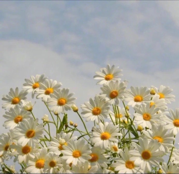 唯美小雏菊的花语是“天真和平希望纯洁