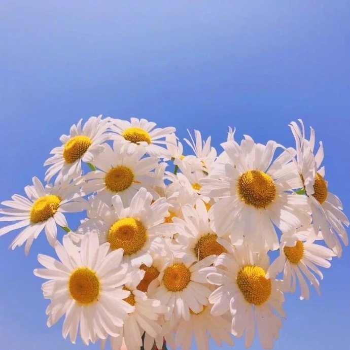 唯美小雏菊的花语是“天真和平希望纯洁