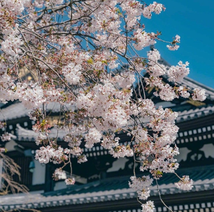 日本旅行晴空万里的日本镰仓图片