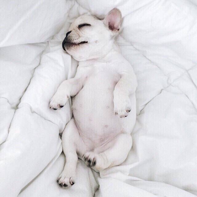 萌宠斗牛犬图片 在家没人约你的时候