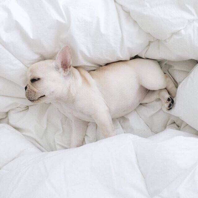 萌宠斗牛犬图片 在家没人约你的时候