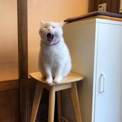 可爱猫咪头像图片 打哈欠的宠物头像图片