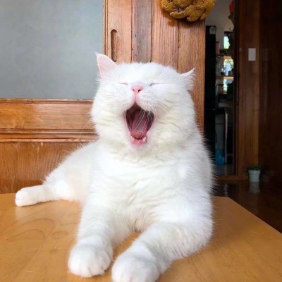 可爱猫咪头像图片 打哈欠的宠物头像图片