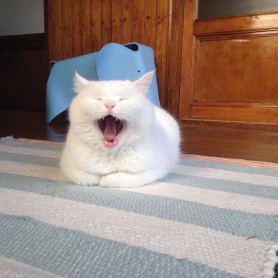 可爱猫咪头像图片 打哈欠的宠物头像图片