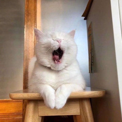 可爱猫咪头像图片 打哈欠的宠物头像图片
