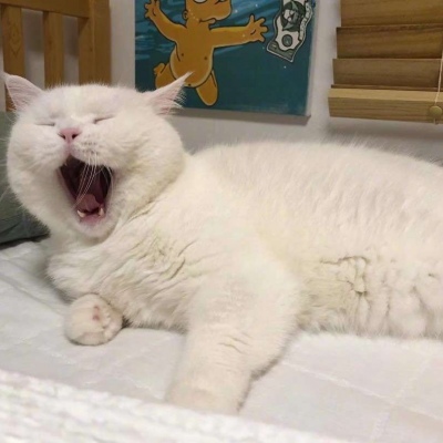 可爱猫咪头像图片 打哈欠的宠物头像图片