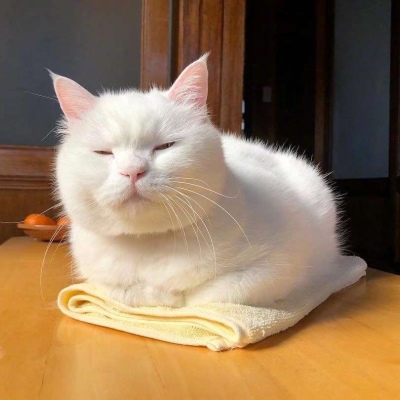 可爱猫咪头像图片 打哈欠的宠物头像图片