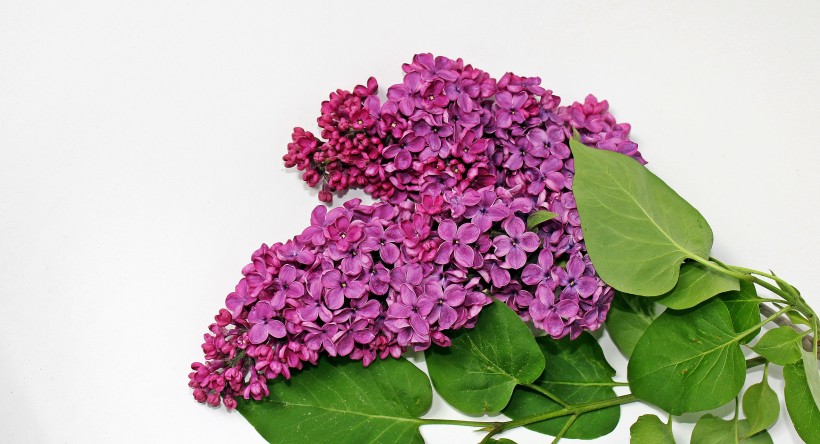 清新淡雅的丁香花图片