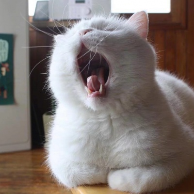 可爱猫咪头像图片 打哈欠的宠物头像图片