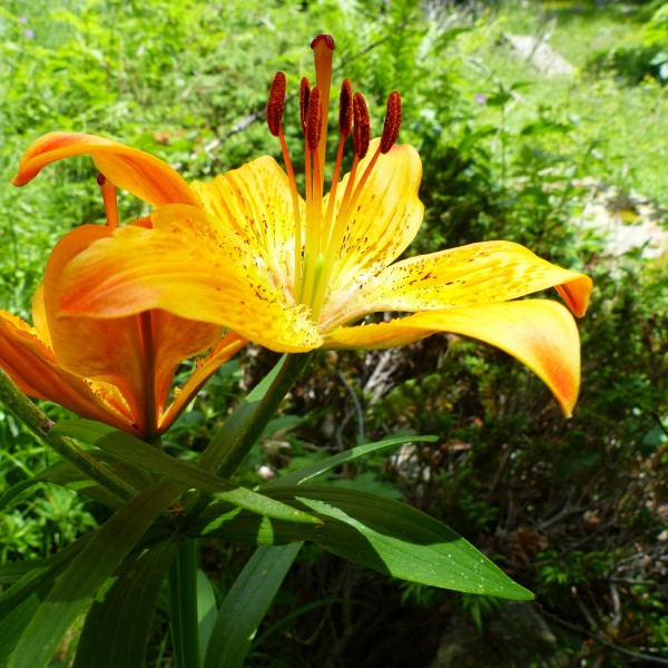 草本植物温柔的百合花图片
