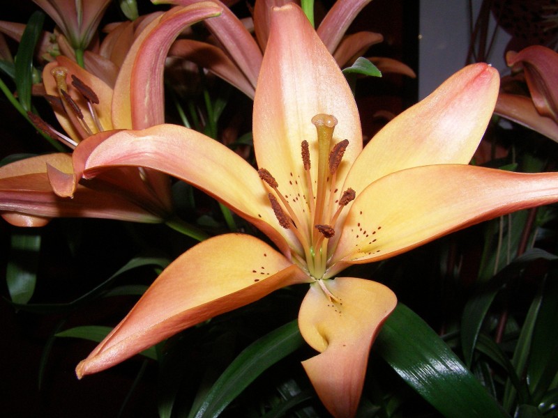 草本植物温柔的百合花图片