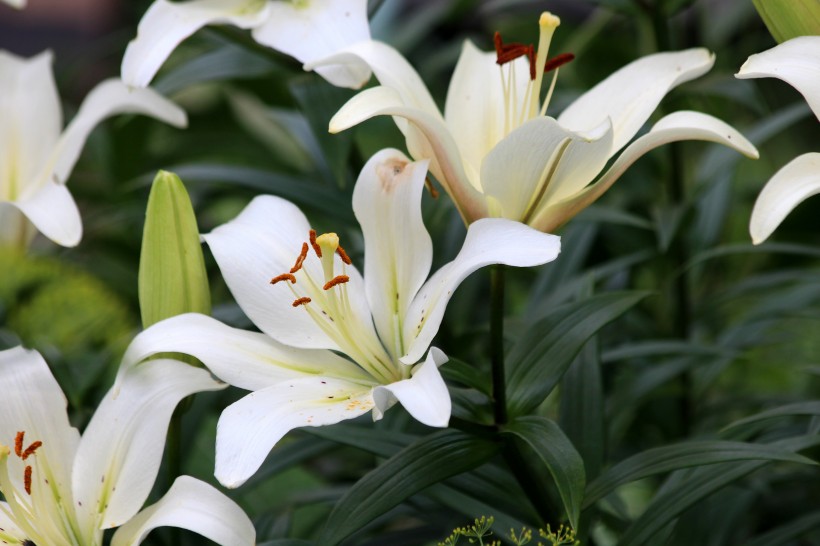 草本植物温柔的百合花图片