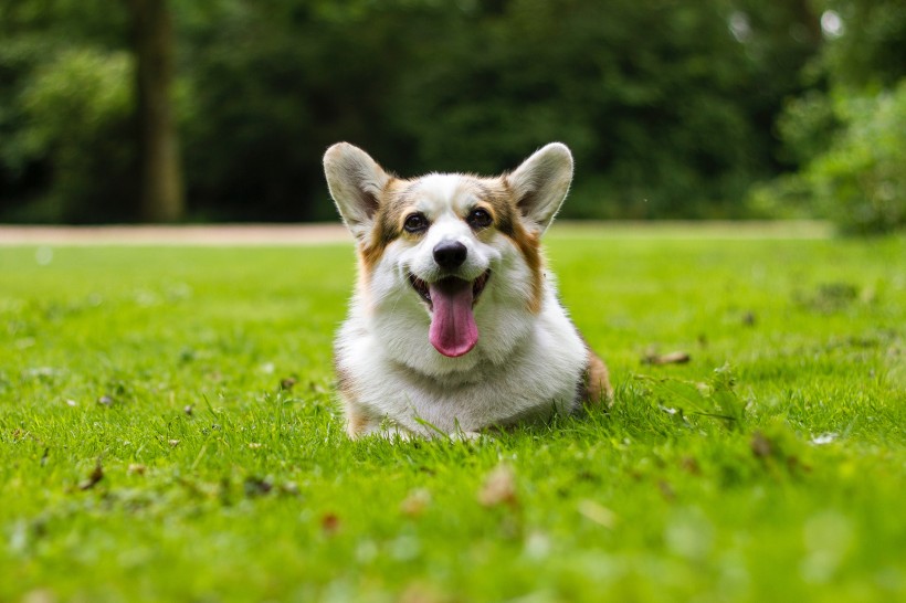 可爱呆萌柯基犬类狗狗图片