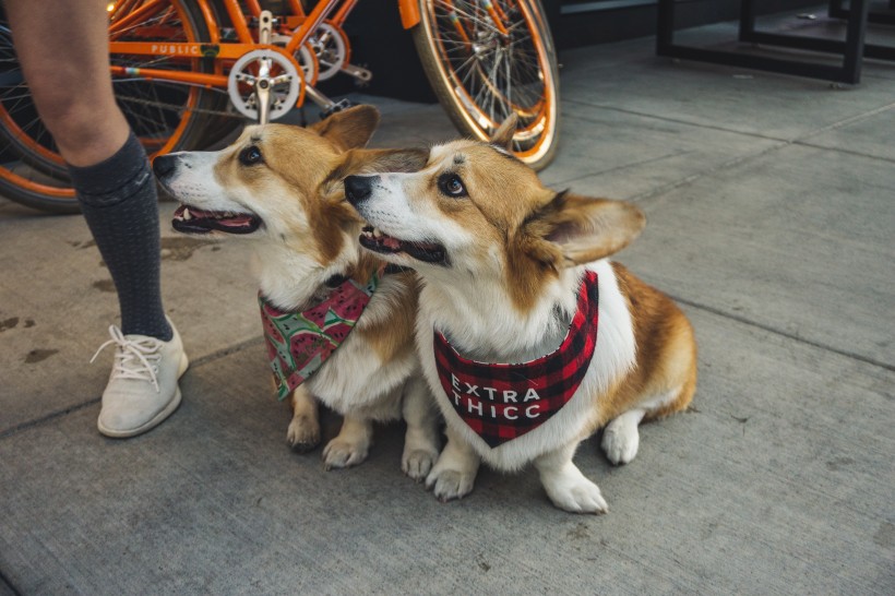 可爱呆萌柯基犬类狗狗图片