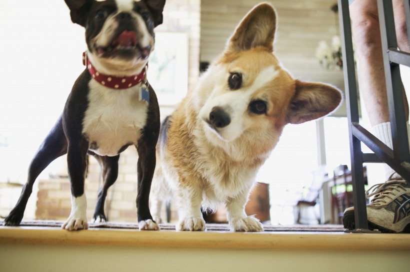 可爱呆萌柯基犬类狗狗图片