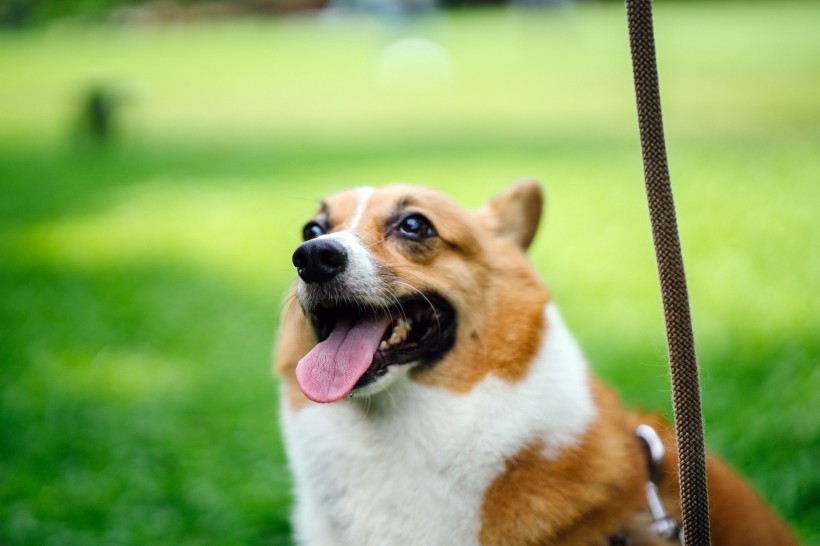 可爱呆萌柯基犬类狗狗图片